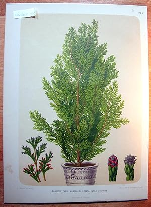 Antique Chromolithograph. Botanical- Chamoecyparis Boursieri Erecta Aurea.