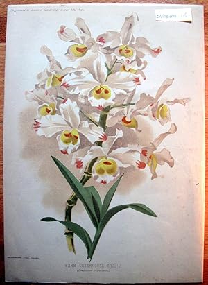 Antique Chromolithograph. Botanical- Warm Greenhouse Orchid (Dendrobium Wardianum).