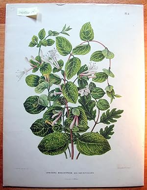 Antique Chromolithograph. Botanical- Lonicera Brachypoda Dec. Var. Reticulata.