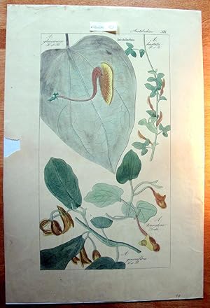 Antique Copperplate Engraving. Botanical- Aristolochia.