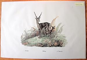 Antique Lithograph. Antelope.