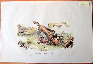 Antique Lithograph. Fox.