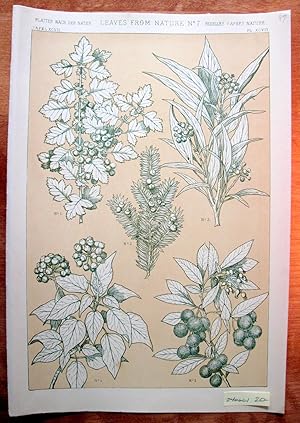 Antique Chromolithograph. Leaves from Nature No. 7.