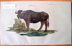 Antique Copperplate Engraving. Buffalo.