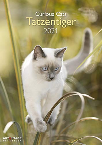 Beispielbild fr Tatzentiger 2021 - Wand-Kalender - Katzen-Kalender - A&I 29,7x42: Curious Cats zum Verkauf von medimops