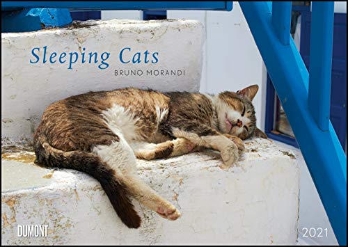 Beispielbild fr Sleeping Cats 2021 - Wandkalender - Format 29,7 x 42 cm zum Verkauf von medimops