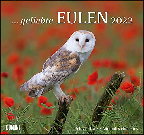 Imagen de archivo de geliebte Eulen 2022 - DUMONT Wandkalender - mit den wichtigsten Feiertagen - Format 38,0 x 35,5 cm a la venta por medimops