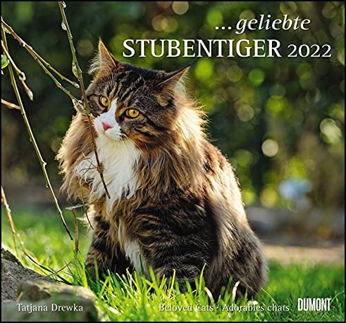 Imagen de archivo de geliebte Stubentiger 2022 - DUMONT Wandkalender - mit den wichtigsten Feiertagen - Format 38,0 x 35,5 cm a la venta por medimops