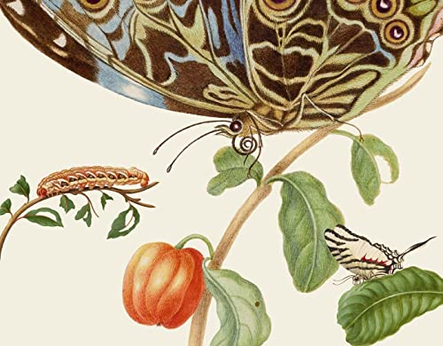 Beispielbild fr Maria Sibylla Merians Schmetterlinge - Gstebuch zum Verkauf von medimops