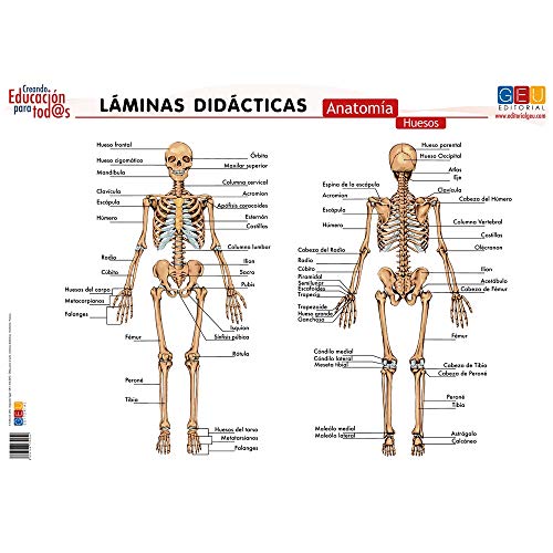 Beispielbild fr LAMINAS DIDACTICAS. ANATOMIA. HUESOS zum Verkauf von Hiperbook Espaa