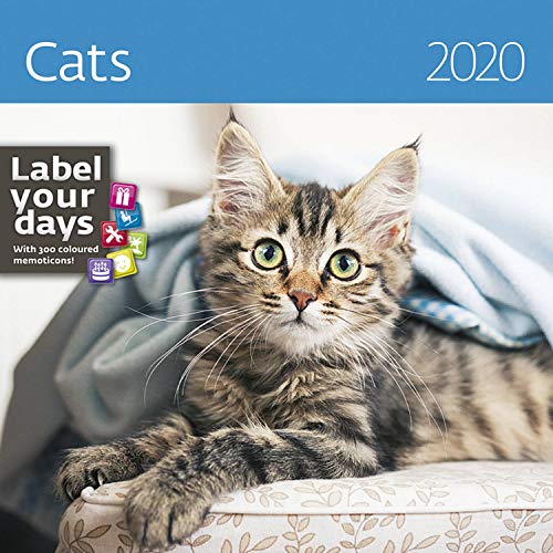 Beispielbild fr Cats Calendar - Calendars 2019 - 2020 Wall Calendar - Photo Calendar - 12 Month Calendar by Helma (Multilingual Edition) zum Verkauf von medimops