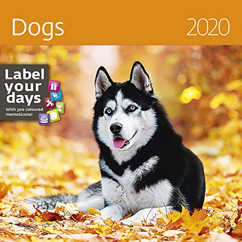 Beispielbild fr Dogs Calendar - Calendars 2019 - 2020 Wall Calendar - Photo Calendar - 12 Month Calendar by Helma (Multilingual Edition) zum Verkauf von medimops