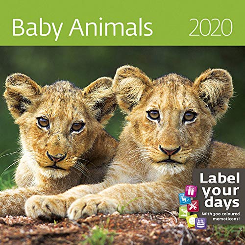 Beispielbild fr Baby Animals Calendar - Calendars 2019 - 2020 Wall Calendar - Photo Calendar - 12 Month Calendar by Helma (Multilingual Edition) zum Verkauf von medimops