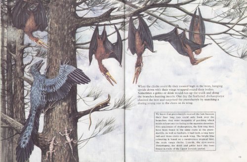 Stock image for A Pterodactyl: The Story of a Flying Reptile for sale by AwesomeBooks