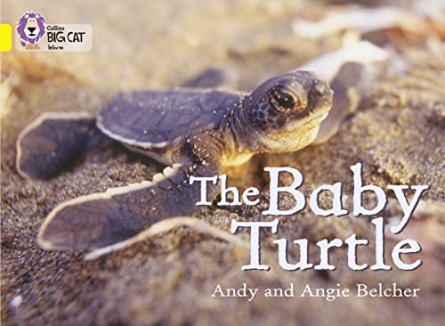 Beispielbild fr The Baby Turtle: This photographic non-fiction book tracks the life of a turtle. (Collins Big Cat) zum Verkauf von Goldstone Books