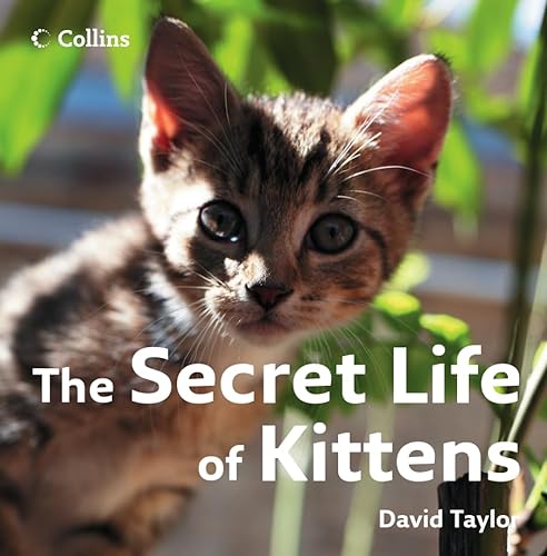 9780007263608: The Secret Life of Kittens