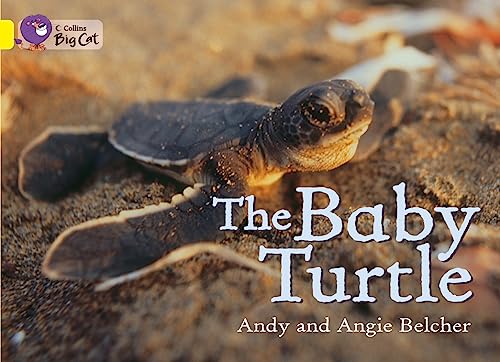 9780007469963: The Baby Turtle Workbook (Collins Big Cat)