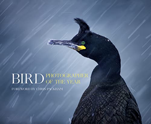 Stock image for Bird Photographer of the Year for sale by Blackwell's