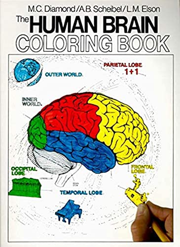 9780064603065: The Human Brain Coloring Book: A Coloring Book (Coloring Concepts)