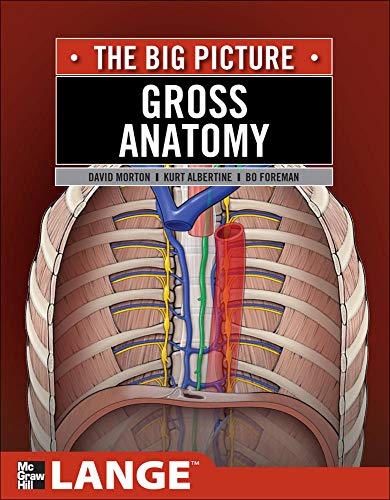 Stock image for Gross Anatomy: The Big Picture (LANGE The Big Picture) for sale by Bulk Book Warehouse