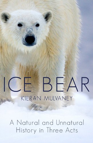 Beispielbild fr Ice Bear: A Natural and Unnatural History of the Polar Bear zum Verkauf von WorldofBooks