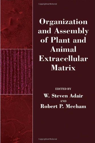 Stock image for Organization and Assembly of Plant and Animal Extracellular Matrix.; (Biology of Extracellular Matrix) for sale by J. HOOD, BOOKSELLERS,    ABAA/ILAB