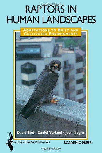 Stock image for Raptors in Human Landscapes: Adaptation to Built and Cultivated Environments for sale by The Bookseller