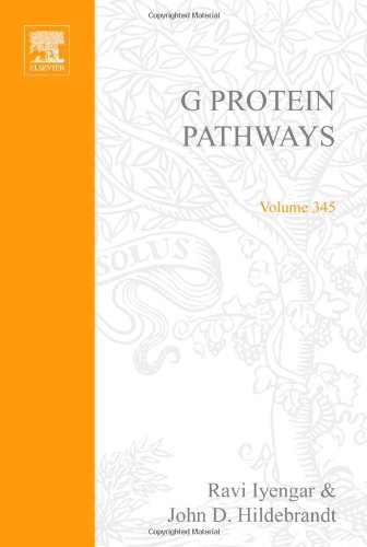 Beispielbild fr Methods in Enzymology: G Protein Pathways, Part C Effector Mechanisms (Volume 345) zum Verkauf von Anybook.com