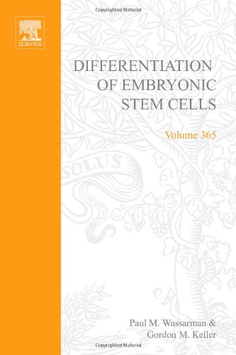 Stock image for Differentiation of Embryonic Stem Cells (Volume 365) (Methods in Enzymology, Volume 365) for sale by Phatpocket Limited