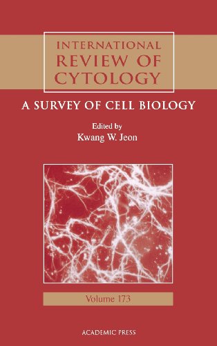 Stock image for International Review of Cytology: A Survey of Cell Biology Volume 173 for sale by ThriftBooks-Atlanta