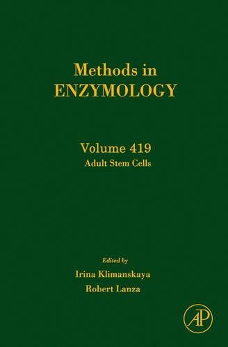 Beispielbild fr Methods in Enzymology: Adult Stem Cells (Volume 419) zum Verkauf von Anybook.com