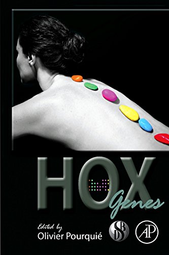 Stock image for HOX Genes: Volume 88 (Current Topics in Developmental Biology) for sale by Chiron Media