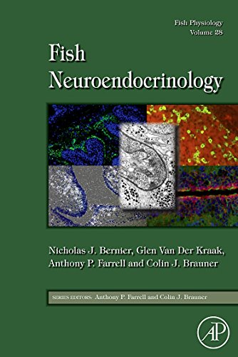 Stock image for Fish Neuroendocrinology, Volume 28 (Fish Physiology) for sale by Revaluation Books