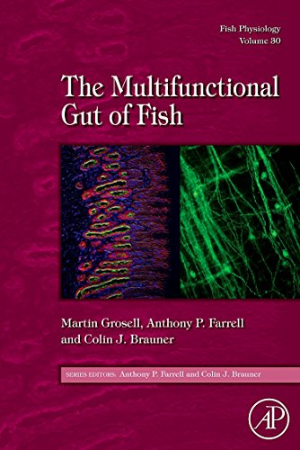 Beispielbild fr The Multifunctional Gut of Fish: 30 (Fish Physiology): Volume 30 zum Verkauf von Brook Bookstore On Demand
