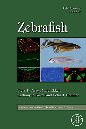 Stock image for Fish Physiology: Zebrafish,29: Volume 29 for sale by Chiron Media