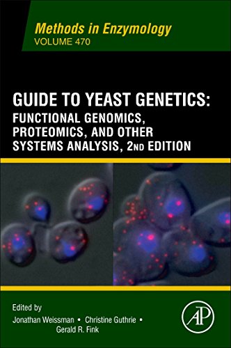 Stock image for Guide to Yeast Genetics and Molecular and Cell Biology (Methods in Enzymology): Volume 470 for sale by Chiron Media