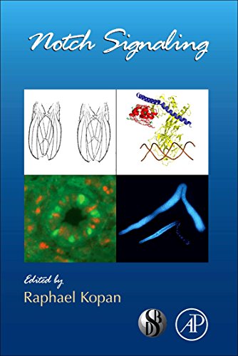 Stock image for Notch Signaling: 92 (Current Topics in Developmental Biology) for sale by Chiron Media