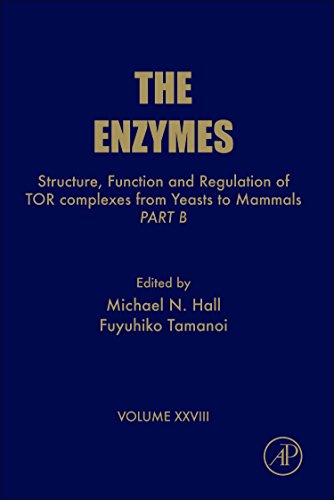 Beispielbild fr Structure, Function and Regulation of TOR complexes from Yeasts to Mammals: Part B (Volume 28) (The Enzymes, Volume 28) zum Verkauf von Solr Books