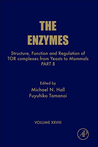 Stock image for Structure, Function and Regulation of TOR complexes from Yeasts to Mammals: Part B (Volume 28) (The Enzymes, Volume 28) for sale by Solr Books