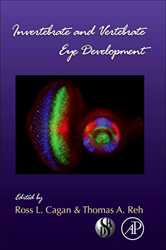 Stock image for Invertebrate and Vertebrate Eye Development, Volume 93 (Current Topics in Developmental Biology) for sale by Iridium_Books
