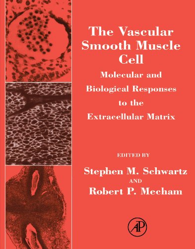 Beispielbild fr The Vascular Smooth Muscle Cell: Molecular and Biological Responses to the Extracellular Matrix zum Verkauf von Revaluation Books