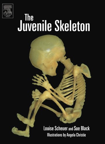 9780123909138: The Juvenile Skeleton