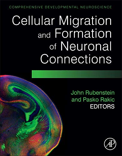 Stock image for Cellular Migration and Formation of Neuronal Connections: Comprehensive Developmental Neuroscience for sale by PAPER CAVALIER UK
