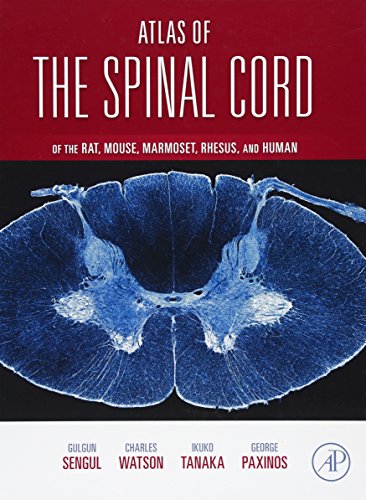 9780123978769: Atlas of the Spinal Cord of the Rat, Mouse, Marmoset, Rhesus, and Human: Mouse, Rat, Rhesus, Marmoset, and Human