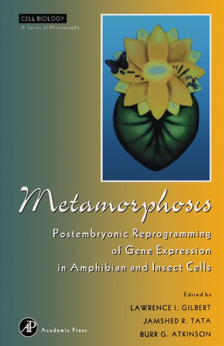 9780123991539: Metamorphosis: Postembryonic Reprogramming of Gene Expression in Amphibian and Insect Cells