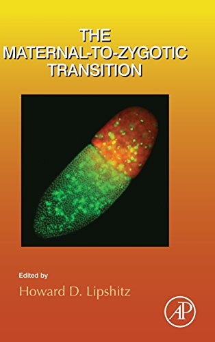 Stock image for The Maternal-To Zygotic Transition (Current Topics in Developmental Biology): Volume 113 for sale by Chiron Media