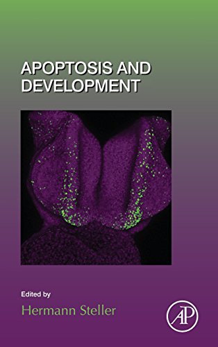 9780124104259: Apoptosis and Development: Volume 114 (Current Topics in Developmental Biology)