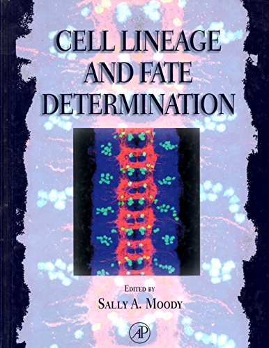 Stock image for Cell Lineage and Fate Determination for sale by Vashon Island Books