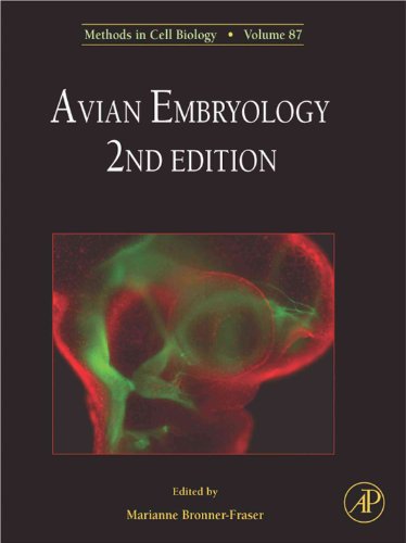 Stock image for Methods in Avian Embryology: 87 (Methods in Cell Biology): Volume 87 for sale by Chiron Media