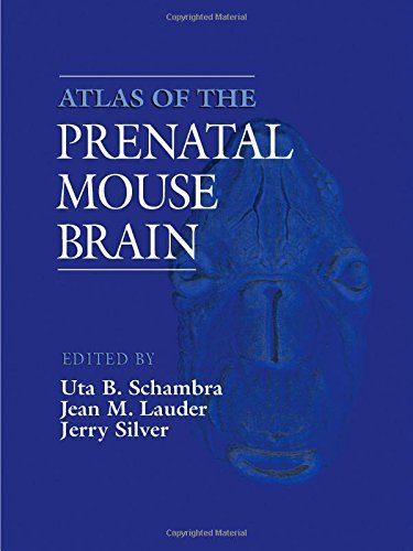 Imagen de archivo de Atlas of the prenatal mouse brain. a la venta por Rodger Friedman Rare Book Studio, ABAA